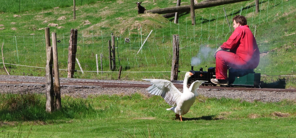 Gans flüchtet vor der Dampflok