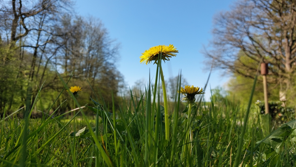 Löwenzahn auf der Wiese