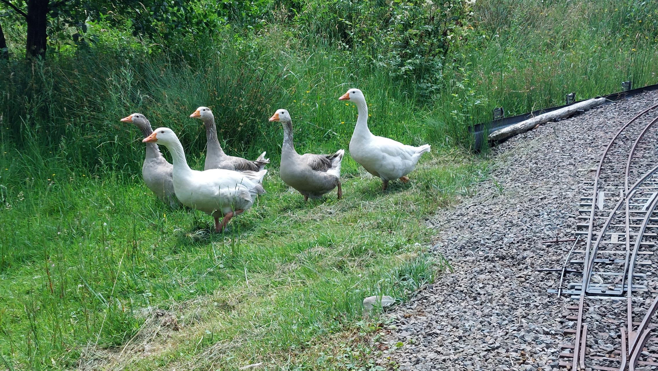 Gänse an der Strecke