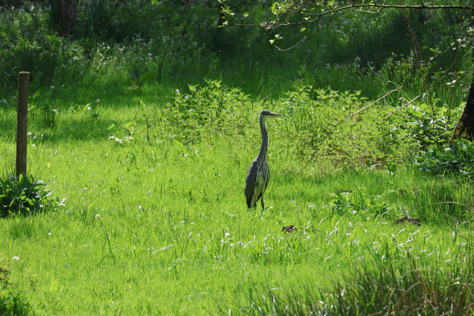 Fischreiher steht auf der Wiese